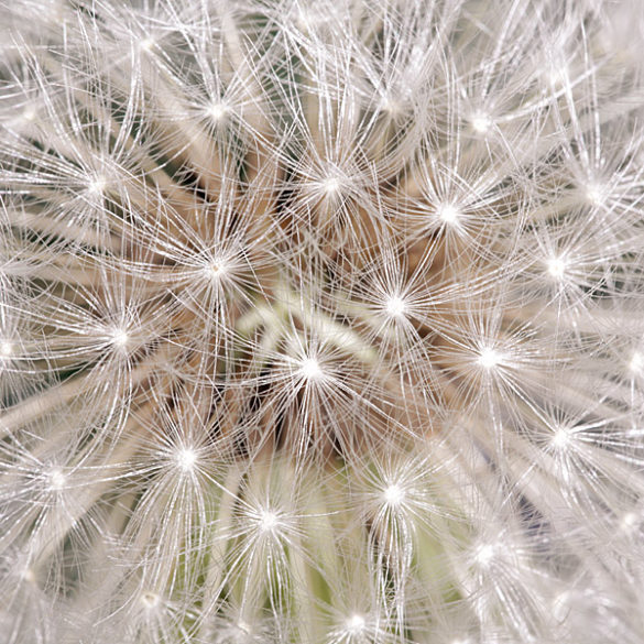 dmuchawiec, makro, detal