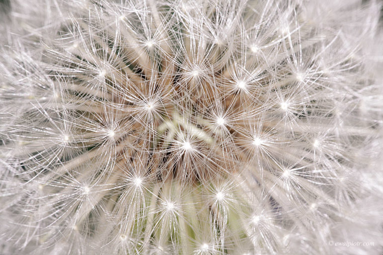 dmuchawiec, makro, detal