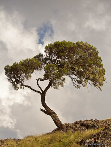 Etiopia, Góry Siemen, drzewo