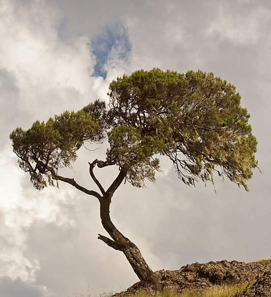 Etiopia, Góry Siemen, drzewo