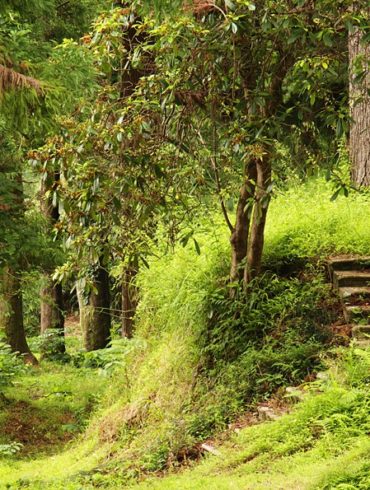 Ogród Botaniczny w Batumi, reguła zdepniętej spirali