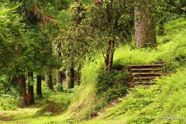 Ogród Botaniczny w Batumi, reguła zdepniętej spirali