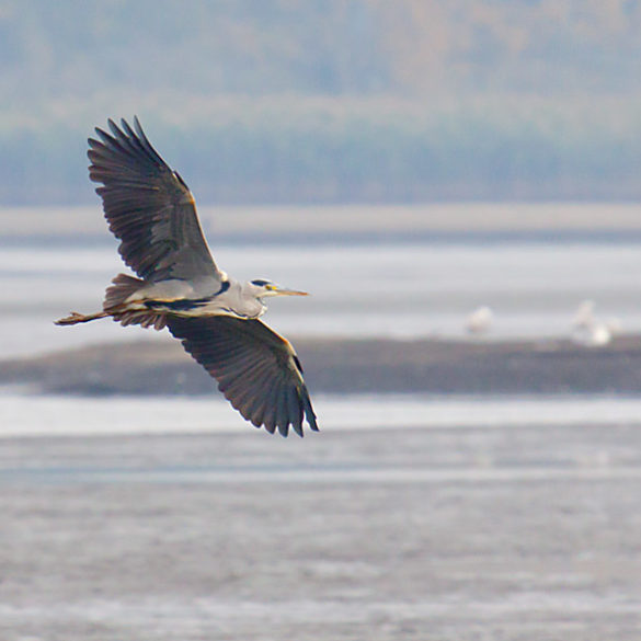 Czapla siwa