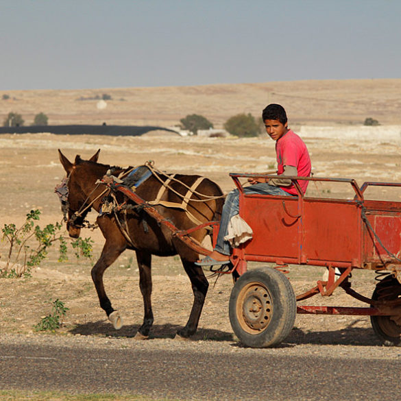 Maroko, chłopiec na wozie, osioł ciągnie wóz
