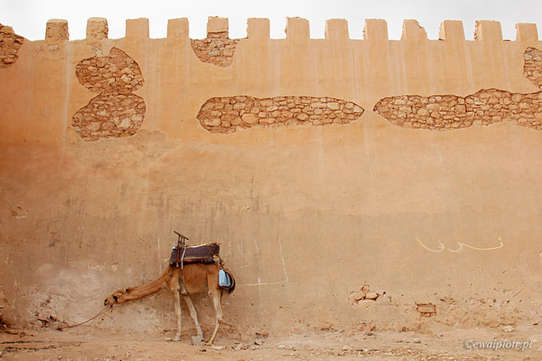 Agadir, Wielbłąd pod murem, Maroko