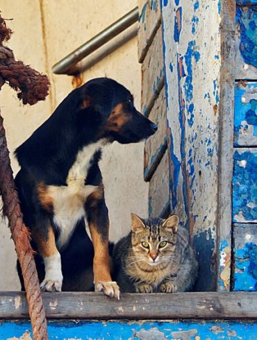 Jak kot z psem, Essaouira, Maroko