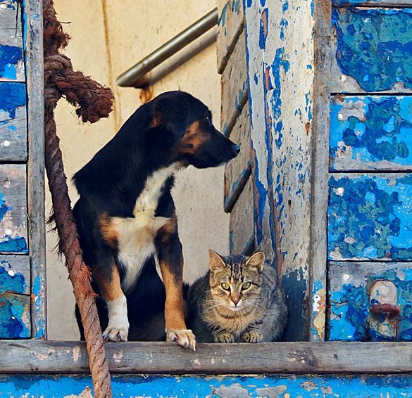 Jak kot z psem, Essaouira, Maroko