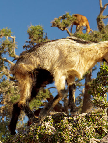 Kozy na drzewie, Maroko