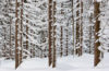Zimowy las, fotowyprawa