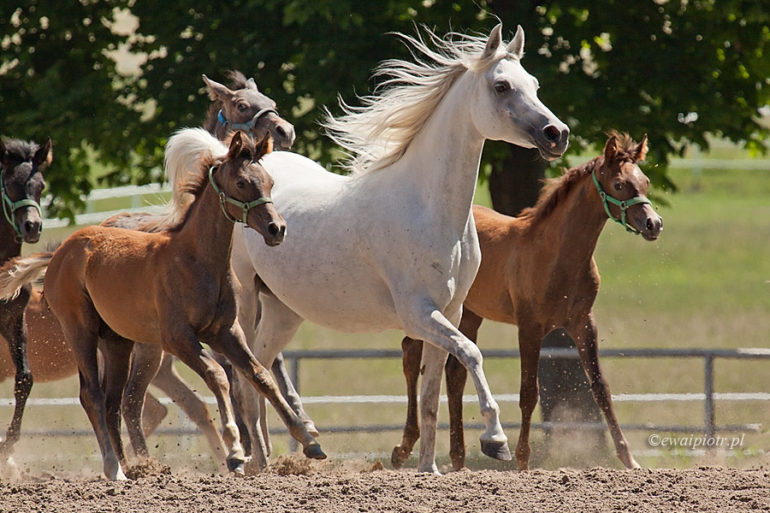Araby w Michałowie