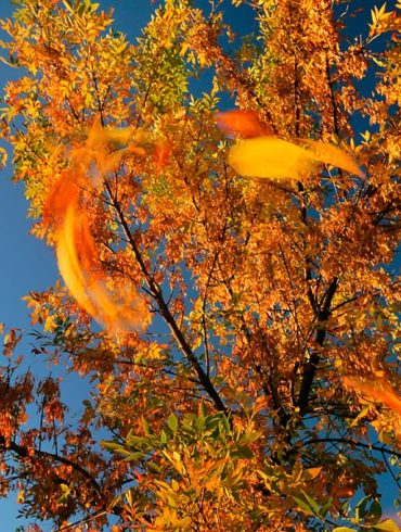 Jesień w sierpniu - DFV 2007