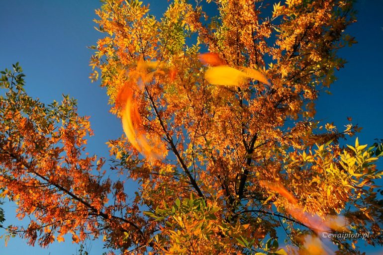 Jesień w sierpniu - DFV 2007