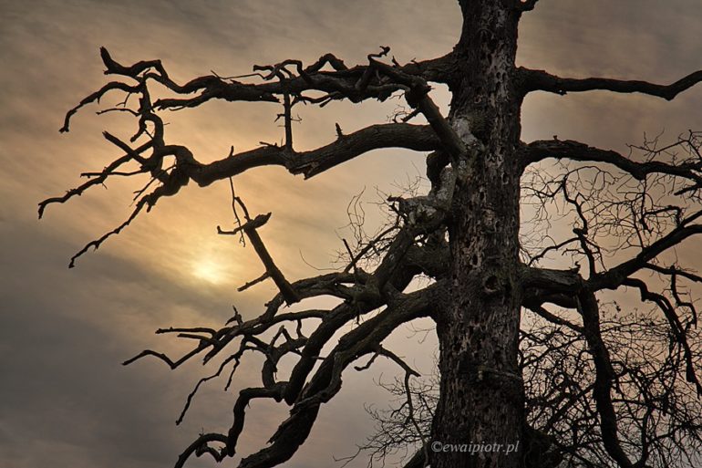 Słońce ukryte na dębie