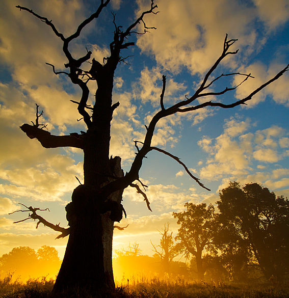 W Rogalinie o brzasku