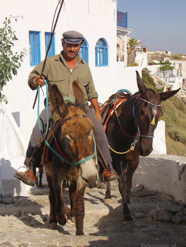 Osiołki na Santorini