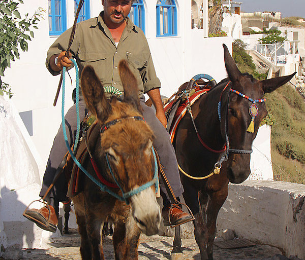 Osiołki na Santorini
