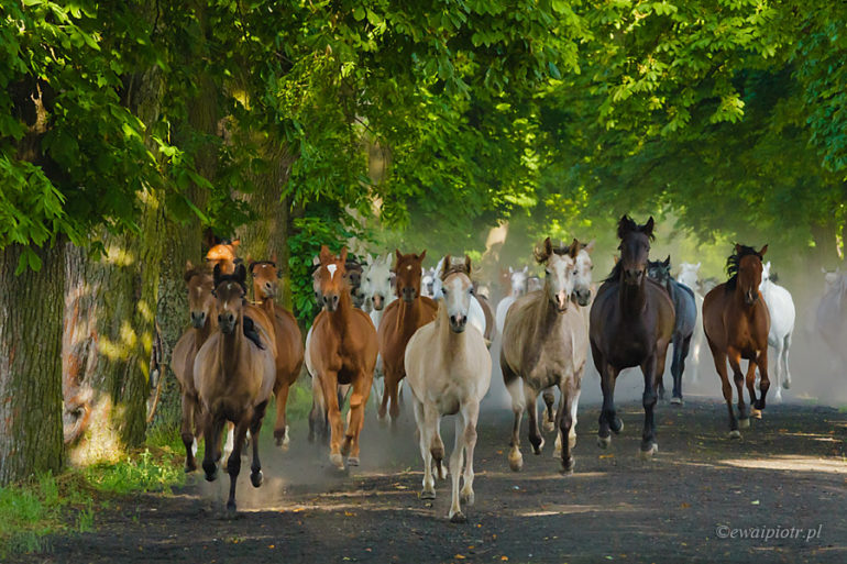 konie arabskie, Michałów