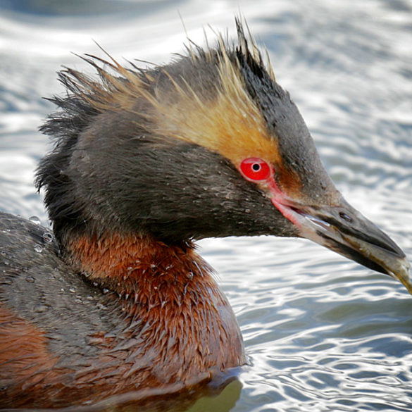 Perkoz rogaty, Islandia