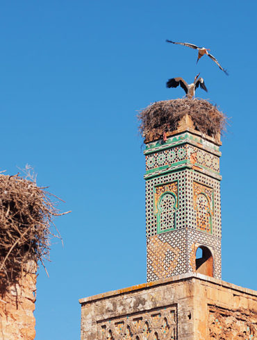 Bociany na twierdzy Chellah, Maroko