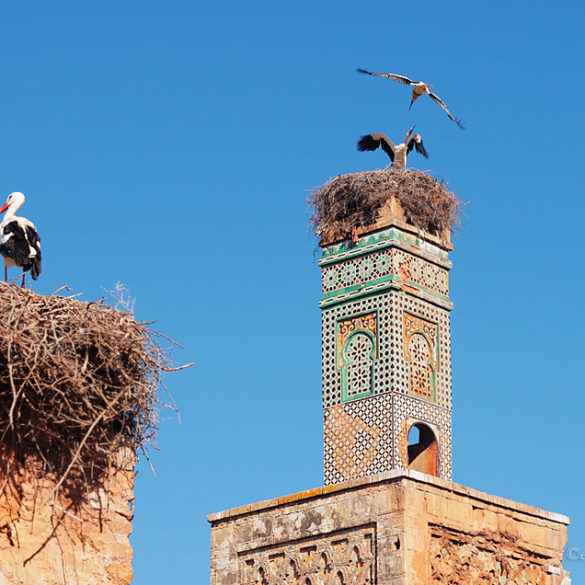 Bociany na twierdzy Chellah, Maroko