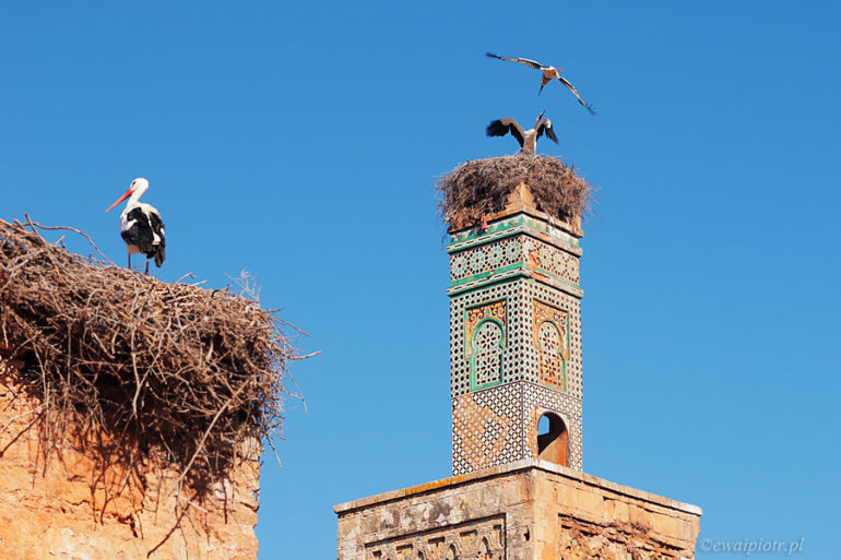 Bociany na twierdzy Chellah, Maroko