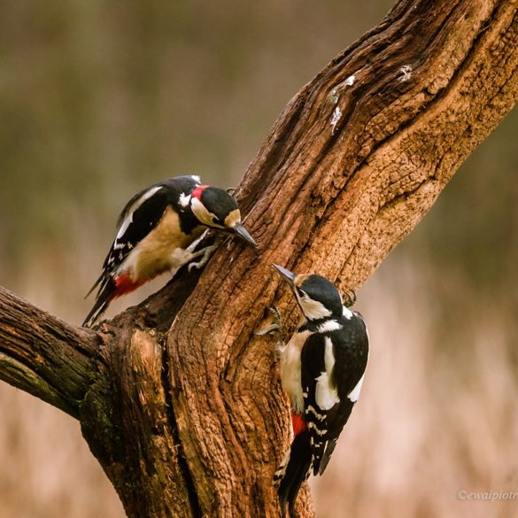 Dzięcioły duże, Białowieża