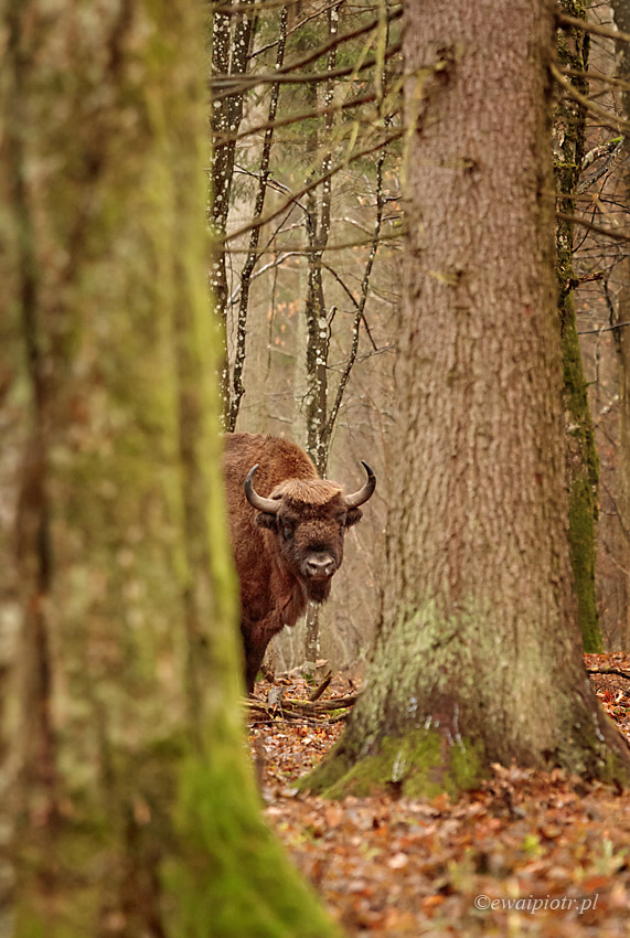Żubr się wychyla, Białowieża