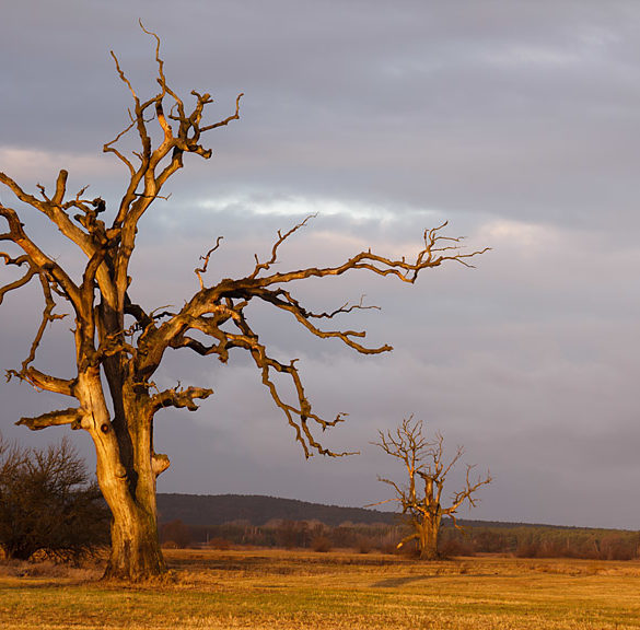 Afrykańskie światło, Rogalin