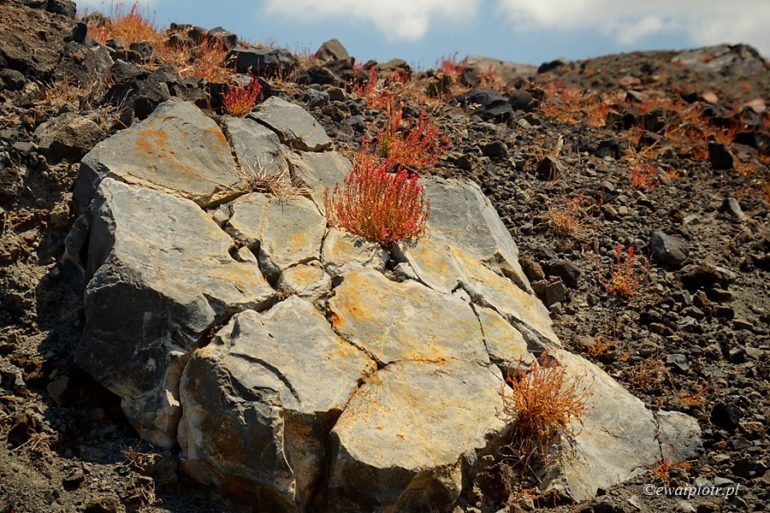 Życie na lawie, Nea Kameni