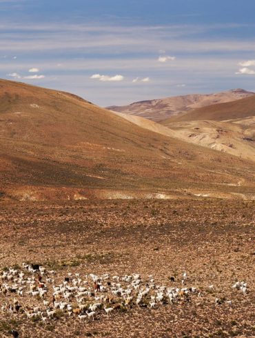 Wikunie w górach Peru