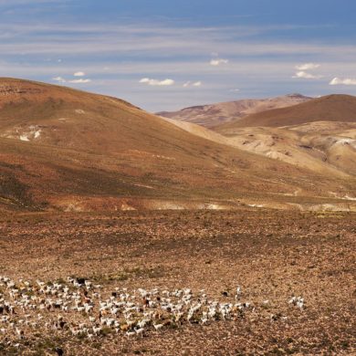 Wikunie w górach Peru