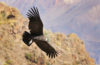 kondor w locie, Peru