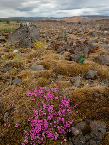 Islandzkie kwiatki I - ultraszeroko z bliska