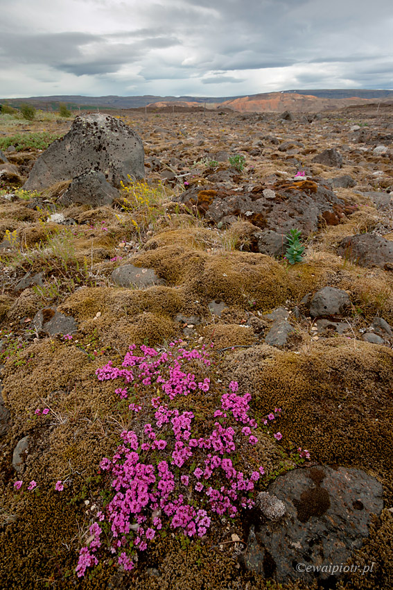 Islandzkie kwiatki I - ultraszeroko z bliska