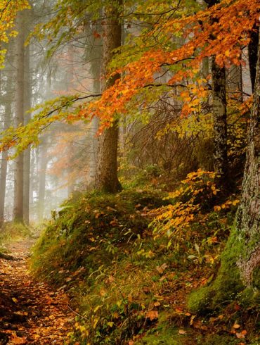 jesień w lesie, Bawaria
