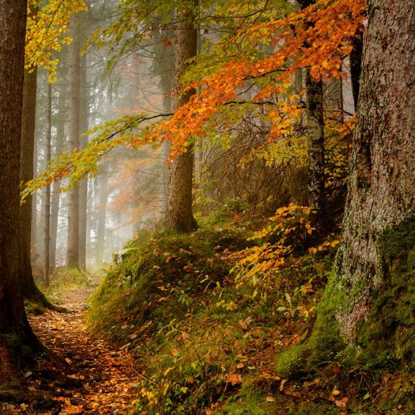 jesień w lesie, Bawaria
