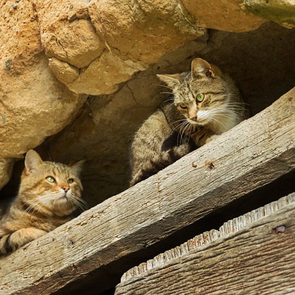 Koty z Pitigliano, Toskania