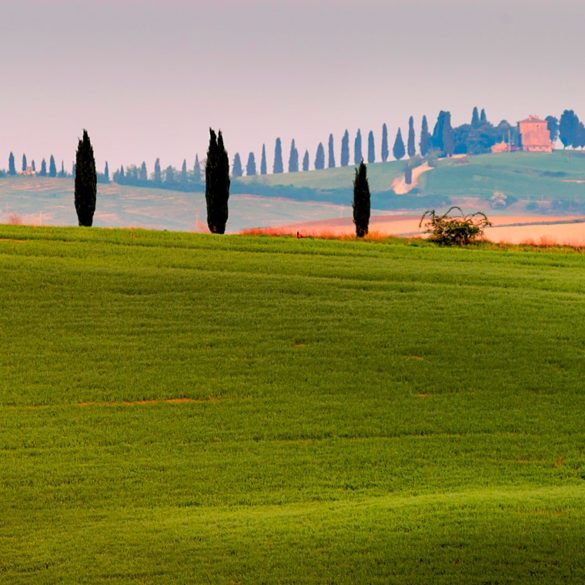 cyprysy i cyprysy, Toskania