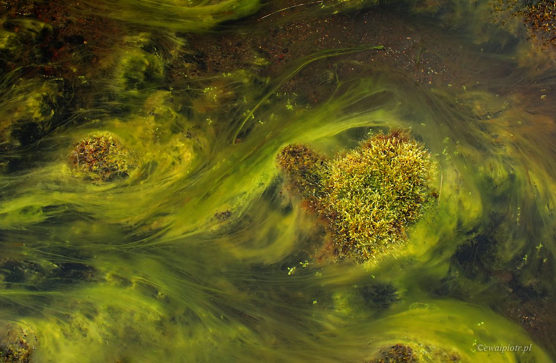 Rzeka zieleni, Islandia
