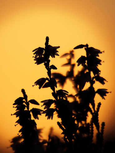 Wrzosowy zachód. Wrzosowa Kraina