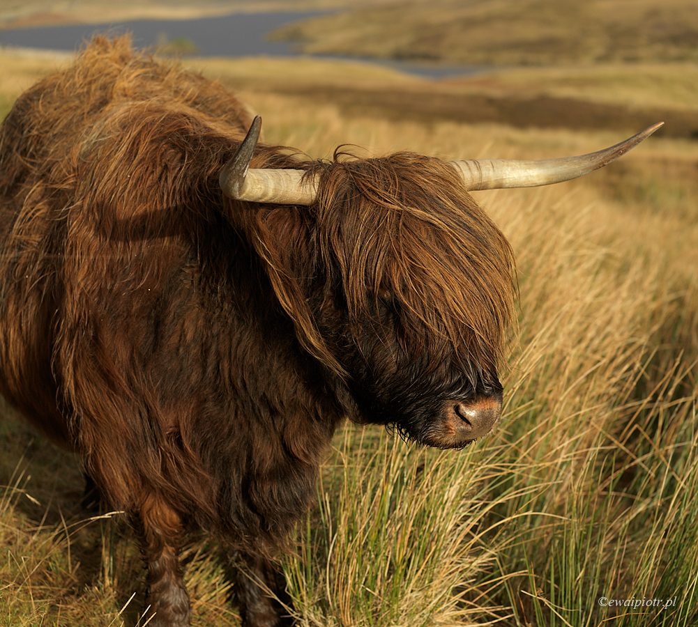 Warsztaty fotograficzne w Szkocji, krowa ze Skye