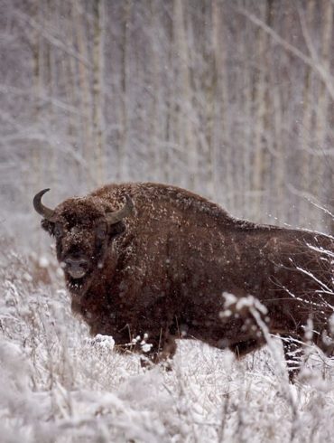 Białowieski żubr