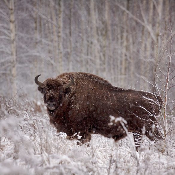 Białowieski żubr