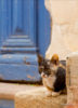 Kot, drzwi, Kreta - kompatybilność obiektywów do Nikona
