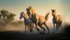 Konie w galopie, białe konie Camargue, warsztaty fotograficzne Prowansja