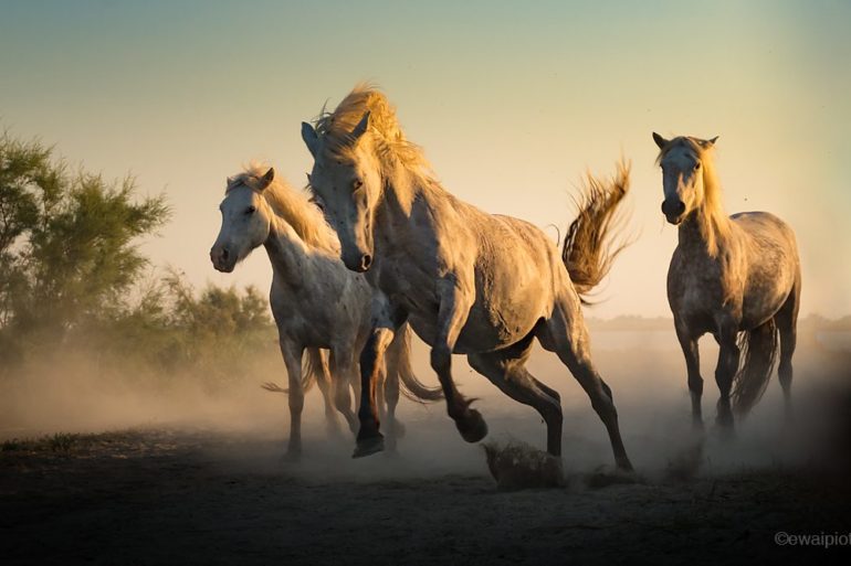 Konie w galopie, białe konie Camargue, warsztaty fotograficzne Prowansja