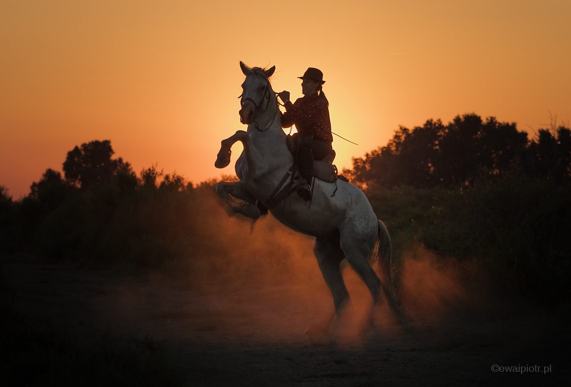 Koń z Camargue, zachodzące słońce, warsztaty fotograficzne, Francja
