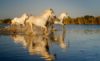 Konie biegnące po wodzie, lekki aparat fotograficzny, Camargue, Francja, odbicie koni w wodzie