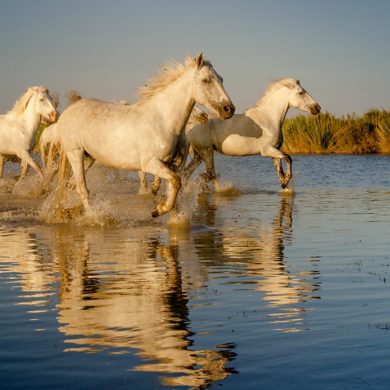 Konie biegnące po wodzie, lekki aparat fotograficzny, Camargue, Francja, odbicie koni w wodzie