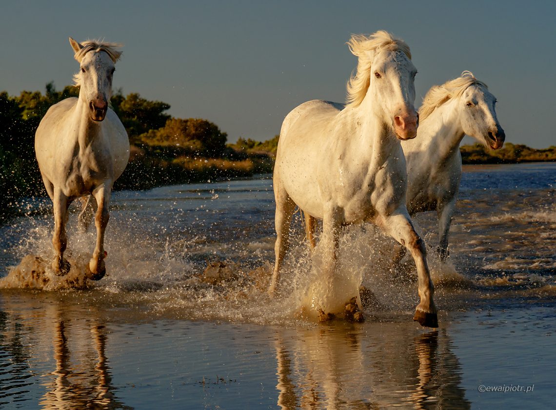 Białe konie z Camargue, Fotowyprawa Prowansja